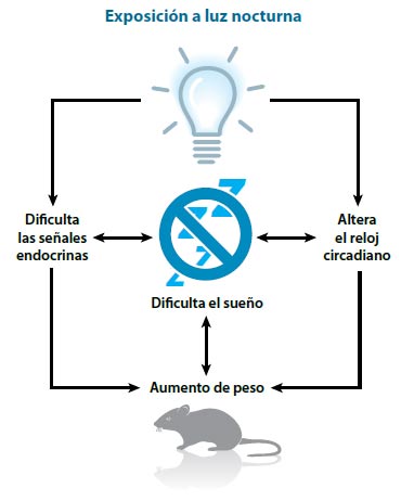 Figura 1. Vías a través de las cuales la exposición a la luz nocturna afecta el metabolismo. Esta exposición puede interrumpir las acciones de los glucocorticoides y de