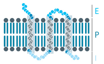 Figura 1. Receptor transmembrana, ligado a proteína G