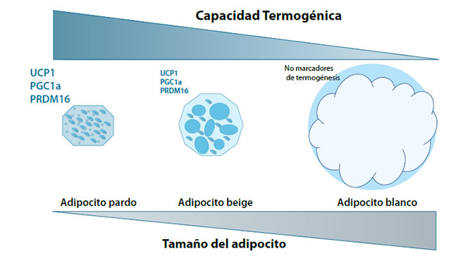 Figura 2. Capacidad termogénica de los adipocitos