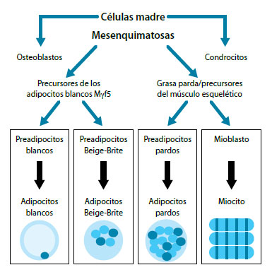 origen de los tejidos adiposo blanco