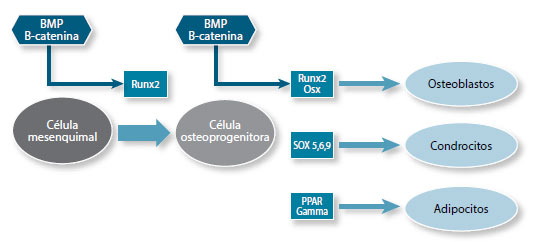 Figura 1. Diferenciación de las células mesenquimales