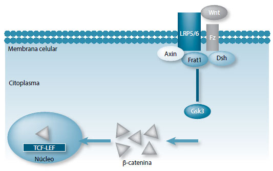 Figura 2. Vía de señalización Wnt/β-catenina: vía activa