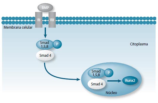 Figura 4. Vía de señalización BMP