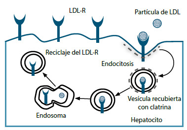 Figura 1. Degradación y reciclamiento del LDL-R