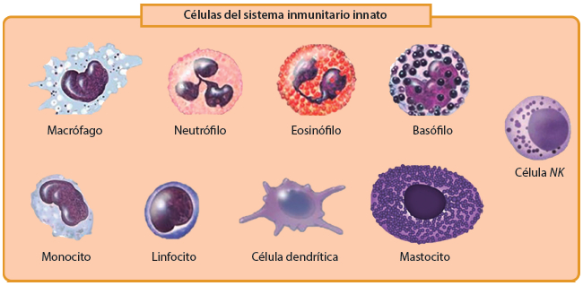 Figura 1. Células del sistema inmunitario innato (granulocitos y agranulocitos).