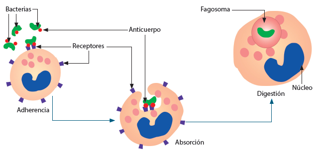 Figura 2. Fagocitosis