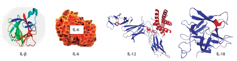Figura 3. Interleucina 1β (IL-1β), IL-6, IL-12 e IL-18