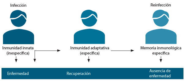 Figura 8. Integración del sistema innato y adaptativo