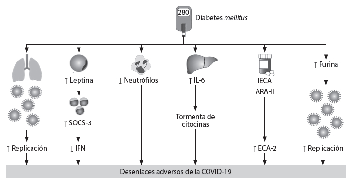 Figura 1. Mecanismos fisiopatológicos que conducen de la diabetes al desarrollo de desenlaces adversos de