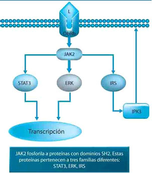 La leptina (L), al interactuar con su receptor ObRb, establece conexiones entre la superficie celular y el núcleo