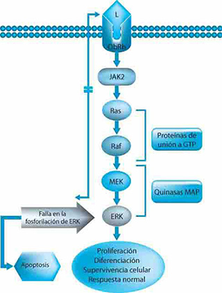 Al unirse la leptina a su receptor de membrana ObRb se produce dimerización y autofosforilación del receptor
