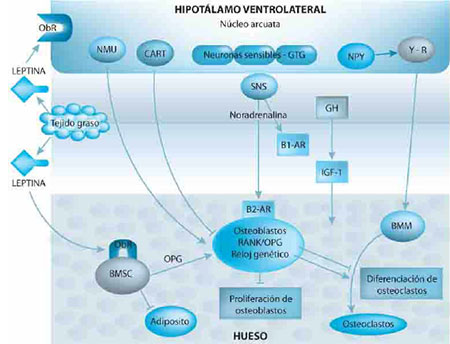 Diagrama obtenido de la publicación de Leptina & Bone. Minireview, The Effect of Letpin on Bone(29) 